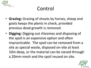 Control Grazing:  Grazing of shoots by horses, sheep and goats keeps the plants in check, provided previous dead growth is removed.  Digging:  Digging out rhizomes and disposing of the spoil is an expensive option and often impracticable.  The spoil can be removed from a site as special waste, disposed on-site at least 10m deep, or the material can be sieved through a 20mm mesh and the spoil reused on site.  