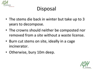 Disposal The stems die back in winter but take up to 3 years to decompose.  The crowns should neither be composted nor removed from a site without a waste license. Burn cut stems on site, ideally in a cage incinerator. Otherwise, bury 10m deep. 