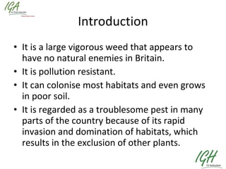 Introduction It is a large vigorous weed that appears to have no natural enemies in Britain.  It is pollution resistant. It can colonise most habitats and even grows in poor soil. It is regarded as a troublesome pest in many parts of the country because of its rapid invasion and domination of habitats, which results in the exclusion of other plants.  