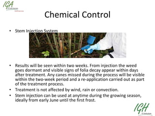 Chemical Control Stem Injection System Results will be seen within two weeks. From injection the weed goes dormant and visible signs of folia decay appear within days after treatment. Any canes missed during the process will be visible within the two-week period and a re-application carried out as part of the treatment process.  Treatment is not affected by wind, rain or convection.  Stem injection can be used at anytime during the growing season, ideally from early June until the first frost.  