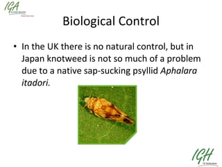 Biological Control In the UK there is no natural control, but in Japan knotweed is not so much of a problem due to a native sap-sucking psyllid  Aphalara itadori. 