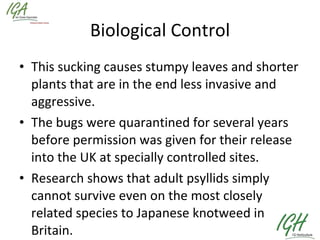 Biological Control This sucking causes stumpy leaves and shorter plants that are in the end less invasive and aggressive. The bugs were quarantined for several years before permission was given for their release into the UK at specially controlled sites. Research shows that adult psyllids simply cannot survive even on the most closely related species to Japanese knotweed in Britain. 