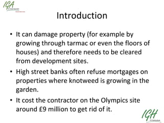 Introduction It can damage property (for example by growing through tarmac or even the floors of houses) and therefore needs to be cleared from development sites.  High street banks often refuse mortgages on properties where knotweed is growing in the garden.  It cost the contractor on the Olympics site around £9 million to get rid of it. 