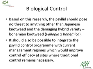 Biological Control Based on this research, the psyllid should pose no threat to anything other than Japanese knotweed and the damaging hybrid variety – bohemian knotweed ( Fallopia  x  bohemica ).  It should also be possible to integrate the psyllid control programme with current management regimes which would improve control efficacy at sites where traditional control remains necessary.  