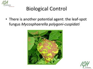 Biological Control There is another potential agent: the leaf-spot fungus  Mycosphaerella polygoni-cuspidati 
