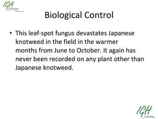 Biological Control This leaf-spot fungus devastates Japanese knotweed in the field in the warmer months from June to October. It again has never been recorded on any plant other than Japanese knotweed. 