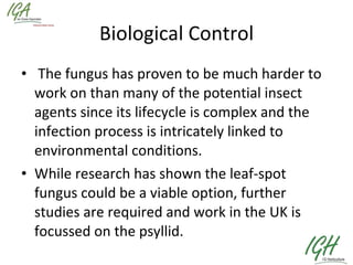 Biological Control   The fungus has proven to be much harder to work on than many of the potential insect agents since its lifecycle is complex and the infection process is intricately linked to environmental conditions.  While research has shown the leaf-spot fungus could be a viable option, further studies are required and work in the UK is focussed on the psyllid.   