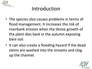 Introduction The species also causes problems in terms of flood management. It increases the risk of riverbank erosion when the dense growth of the plant dies back in the autumn exposing bare soil.  It can also create a flooding hazard if the dead stems are washed into the streams and clog up the channel.  