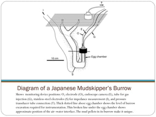Diagram of a Japanese Mudskipper’s Burrow Shows  monitoring device positions: O 2  electrode (O), endoscope camera (E), tube for gas injection (G), stainless-steel electrodes (S) for impedance measurement (I), and pressure transducer tube connection (T). Thick dotted line above egg chamber shows the level of burrow excavation required for instrumentation. Thin broken line under the egg chamber shows approximate position of the air–water interface. The mud pellets in its burrow make it unique. 