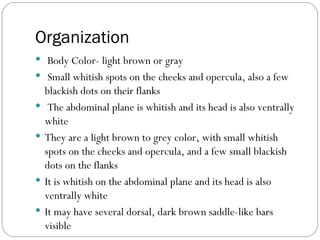 Organization Body Color- light brown or gray Small whitish spots on the cheeks and opercula, also a few blackish dots on their flanks The abdominal plane is whitish and its head is also ventrally white They are a light brown to grey color, with small whitish spots on the cheeks and opercula, and a few small blackish dots on the flanks  It is whitish on the abdominal plane and its head is also ventrally white  It may have several dorsal, dark brown saddle-like bars visible  
