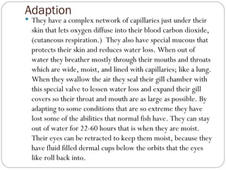 Adaption They have a complex network of capillaries just under their skin that lets oxygen diffuse into their blood carbon dioxide, (cutaneous respiration.)  They also have special mucous that protects their skin and reduces water loss. When out of water they breather mostly through their mouths and throats which are wide, moist, and lined with capillaries; like a lung. When they swallow the air they seal their gill chamber with this special valve to lessen water loss and expand their gill covers so their throat and mouth are as large as possible. By adapting to some conditions that are so extreme they have lost some of the abilities that normal fish have. They can stay out of water for 22-60 hours that is when they are moist. Their eyes can be retracted to keep them moist, because they have fluid filled dermal cups below the orbits that the eyes like roll back into.  
