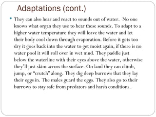 Adaptations (cont.)  They can also hear and react to sounds out of water.  No one knows what organ they use to hear these sounds. To adapt to a higher water temperature they will leave the water and let their body cool down through evaporation. Before it gets too dry it goes back into the water to get moist again, if there is no water pool it will roll over in wet mud. They paddle just below the waterline with their eyes above the water, otherwise they’ll just skim across the surface. On land they can climb, jump, or “crutch” along. They dig deep burrows that they lay their eggs in. The males guard the eggs. They also go to their burrows to stay safe from predators and harsh conditions.  