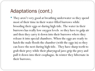 Adaptations (cont.) They aren’t very good at breathing underwater so they spend most of their time in their water-filled burrows while brooding their eggs or during high tide. The water in their burrows has really low oxygen levels  so they have to gulp air and then they carry it down into their burrows where they release it into special chambers. When the eggs are ready to hatch the male floods the chamber (with the eggs in) so they can leave the nest during high tide.  They have sharp teeth to grab their prey while their pharyngeal jaws grip the prey and pull it down into their esophagus. In winter they hibernate in their burrows. 