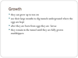 Growth they can grow up to ten cm use their large mouths to dig tunnels underground where the eggs are kept  after they are born from eggs they are  larvae they remain in the tunnel until they are fully grown mudskippers 