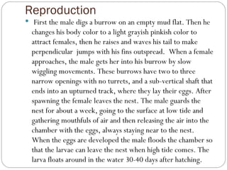 Reproduction First the male digs a burrow on an empty mud flat. Then he changes his body color to a light grayish pinkish color to attract females, then he raises and waves his tail to make perpendicular  jumps with his fins outspread.  When a female approaches, the male gets her into his burrow by slow wiggling movements. These burrows have two to three narrow openings with no turrets, and a sub-vertical shaft that ends into an upturned track, where they lay their eggs. After spawning the female leaves the nest. The male guards the nest for about a week, going to the surface at low tide and gathering mouthfuls of air and then releasing the air into the chamber with the eggs, always staying near to the nest. When the eggs are developed the male floods the chamber so that the larvae can leave the nest when high tide comes. The larva floats around in the water 30-40 days after hatching. 