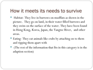 How it meets its needs to survive Habitat- They live in burrows on mudflats as shown in the picture.  They go on land, in their water filled burrows and they swim on the surface of the water. They have been found in Hong Kong, Korea, Japan, the Yangtze River,    and other areas.  Eating- They eat animals like crabs by attaching on to them and ripping them apart with  (The rest of the information that fits in this category is in the adaption section)   