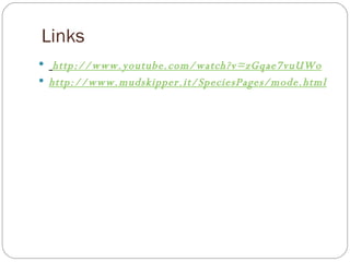 Links http://www.youtube.com/watch?v=zGqae7vuUWo http://www.mudskipper.it/SpeciesPages/mode.html 