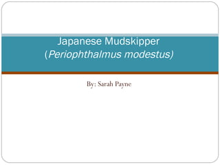 By: Sarah Payne Japanese Mudskipper  ( Periophthalmus modestus)   