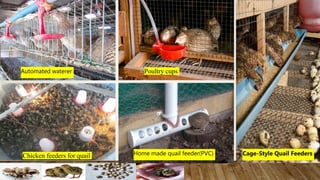 Automated waterer Poultry cups
Home made quail feeder(PVC)
Chicken feeders for quail Cage-Style Quail Feeders
 