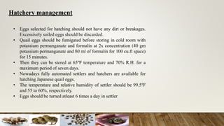 Hatchery management
• Eggs selected for hatching should not have any dirt or breakages.
Excessively soiled eggs should be discarded.
• Quail eggs should be fumigated before storing in cold room with
potassium permanganate and formalin at 2x concentration (40 gm
potassium permanganate and 80 ml of formalin for 100 cu.ft space)
for 15 minutes.
• Then they can be stored at 65℉ temperature and 70% R.H. for a
maximum period of seven days.
• Nowadays fully automated settlers and hatchers are available for
hatching Japanese quail eggs.
• The temperature and relative humidity of settler should be 99.5℉
and 55 to 60%, respectively.
• Eggs should be turned atleast 6 times a day in settler
 