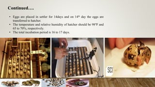 Continued….
• Eggs are placed in settler for 14days and on 14th day the eggs are
transferred to hatcher.
• The temperature and relative humidity of hatcher should be 98℉ and
65 to 70%, respectively.
• The total incubation period is 16 to 17 days.
 