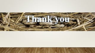 Japanese quail Production