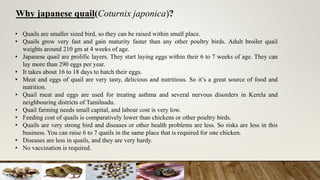 Why japanese quail(Coturnix japonica)?
• Quails are smaller sized bird, so they can be raised within small place.
• Quails grow very fast and gain maturity faster than any other poultry birds. Adult broiler quail
weights around 210 gm at 4 weeks of age.
• Japanese quail are prolific layers. They start laying eggs within their 6 to 7 weeks of age. They can
lay more than 290 eggs per year.
• It takes about 16 to 18 days to hatch their eggs.
• Meat and eggs of quail are very tasty, delicious and nutritious. So it’s a great source of food and
nutrition.
• Quail meat and eggs are used for treating asthma and several nervous disorders in Kerela and
neighbouring districts of Tamilnadu.
• Quail farming needs small capital, and labour cost is very low.
• Feeding cost of quails is comparatively lower than chickens or other poultry birds.
• Quails are very strong bird and diseases or other health problems are less. So risks are less in this
business. You can raise 6 to 7 quails in the same place that is required for one chicken.
• Diseases are less in quails, and they are very hardy.
• No vaccination is required.
 