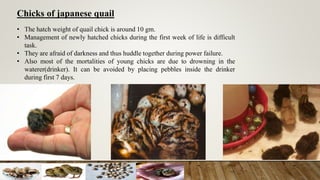 Chicks of japanese quail
• The hatch weight of quail chick is around 10 gm.
• Management of newly hatched chicks during the first week of life is difficult
task.
• They are afraid of darkness and thus huddle together during power failure.
• Also most of the mortalities of young chicks are due to drowning in the
waterer(drinker). It can be avoided by placing pebbles inside the drinker
during first 7 days.
 