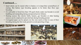 Continued….
• Quail chicks can be reared either in battery or in deep-litter system(floor) of
rearing. But battery type brooding appears to be better than floor type
brooding.
• It is advisable to brood less than 150 quail chicks under one brooder to avoid
huddling and stampeding during unexpected power failures.
• Heating sources like electric bulbs, heaters, gas brooders or other heating
sources can be employed to provide heat during brooding period.
• Corrugated paper can be spread over the wire mesh or litter in case of floor
brooding during the first week period to avoid sprawling of legs.
 