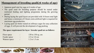 Management of breeding quail(≥6 weeks of age)
• Japanese quail start lay eggs at 6 weeks of age
• The quail used for breeding purpose should be reared under
restricted feeding and lighting programme during the growing
period.
• During laying the quail layers are provided with 16 hours total light
and hence a minimum of 4 hours extra artificial light is required for
maximum egg production.
• Laying quail are better reared on rollways cages for easy collection
of eggs. It will prevent the development of egg pecking
The space requirement for layer / breeder quail are as follows:
Floor space : 130 to 150 sq. cm
Feeder space : 2.5 to 3.0 cm
Waterer space : 1.2 to 1.5 cm
 