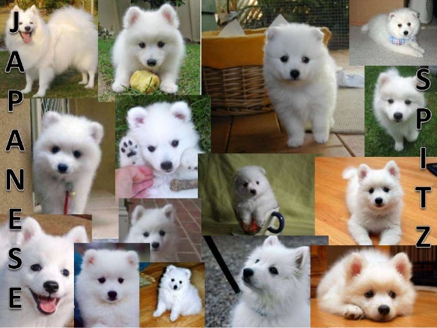 Japanese Spitz And Shih Tzu Japanese Spitz And Shih Tzu