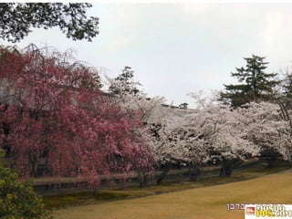 פריחת הדובדבן 