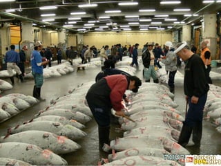 בורסת דגי הטונה 