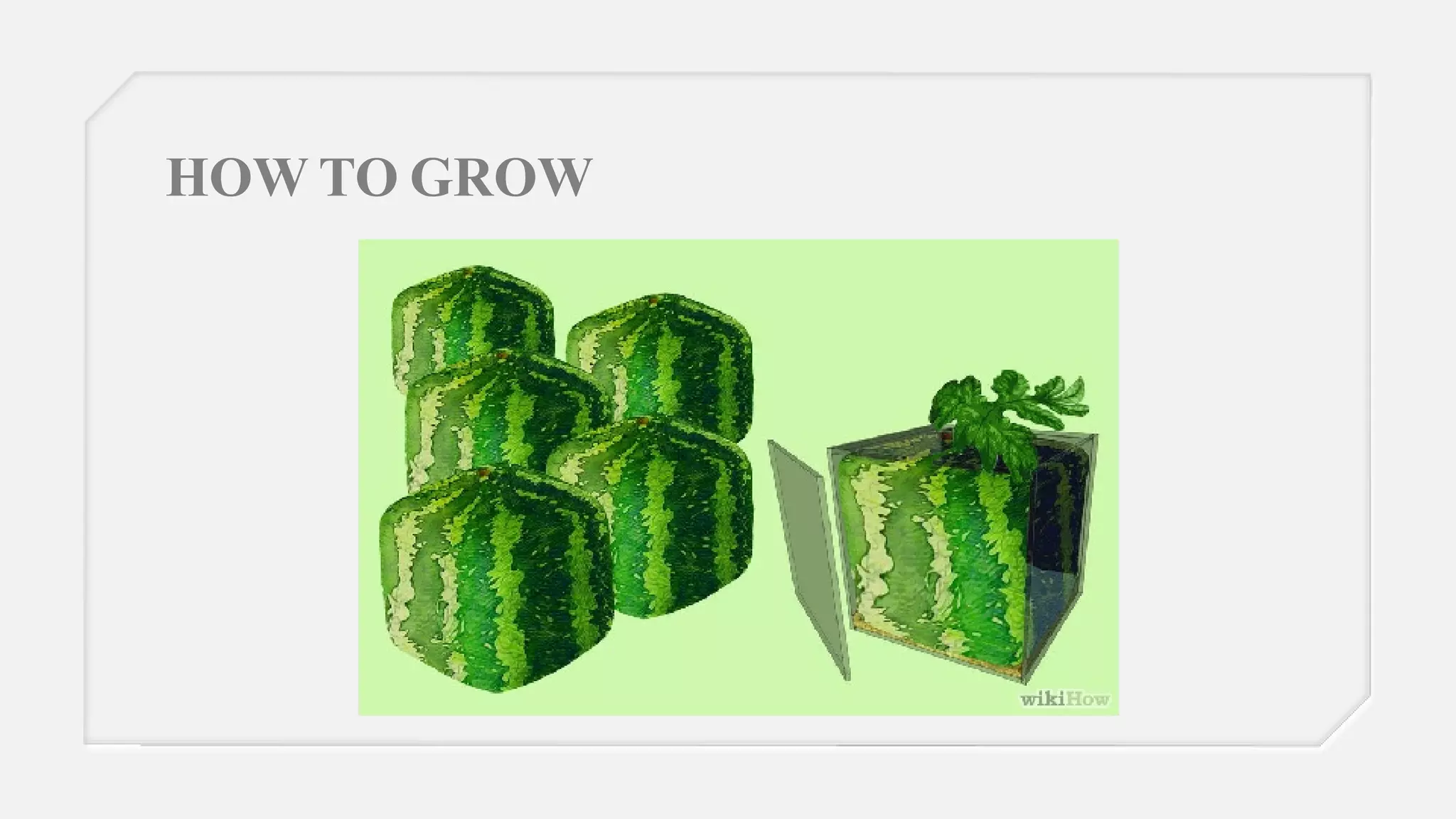 Japan Is Weird PPT japan-is-weird-ppt