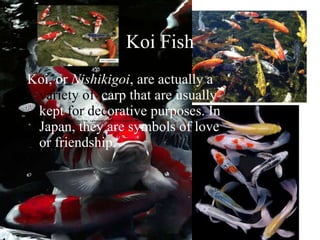 Koi Fish Koi, or  Nishikigoi , are actually a  variety of  carp that are usually kept  for dec orative purposes. In Japan, they are symbols of love or friendship. 