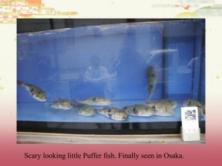 Scary looking little Puffer fish. Finally seen in Osaka.