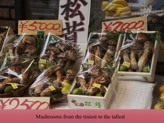 Mushrooms from the tiniest to the tallest