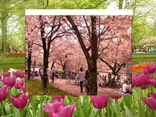 Japán  cseresznyevirágzás       Cherry Blossoms