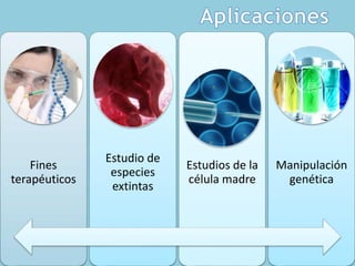 Fines
terapéuticos
Estudio de
especies
extintas
Estudios de la
célula madre
Manipulación
genética
 