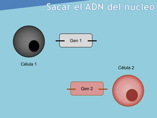 Gen 1
Célula 1
Gen 2
Célula 2
 