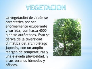 La vegetación de Japón se
caracteriza por ser
enormemente exuberante
y variada, con hasta 4500
plantas autóctonas. Esto se
deriva de la diversidad
climática del archipiélago
japonés, con un amplio
margen de temperaturas y
una elevada pluviosidad, y
a sus veranos húmedos y
cálidos.
 