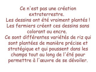 Ce n'est pas une création
extraterrestre. 
Les dessins ont été vraiment plantés !
Les fermiers créent ces dessins sans
colorant ou encre.
Ce sont différentes variétés de riz qui
sont plantées de manière précise et
stratégique et qui poussent dans les
champs tout au long de l'été pour
permettre à l'œuvre de se dévoiler.
 