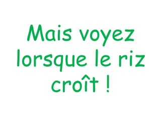 Mais voyez
lorsque le riz
croît !
 