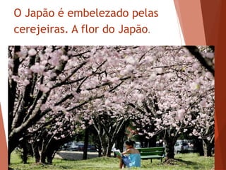 O Japão é embelezado pelas
cerejeiras. A flor do Japão.
 