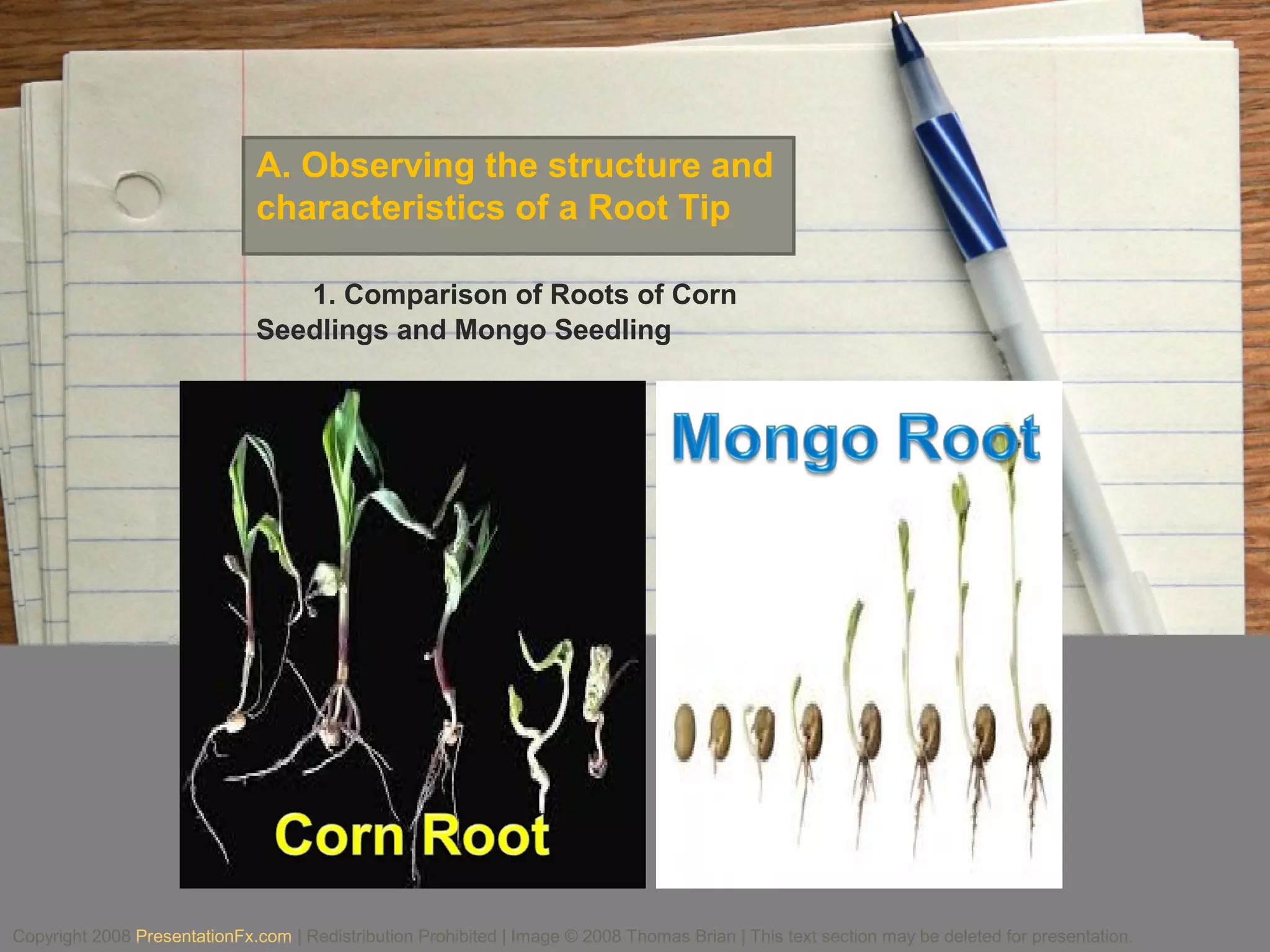 A. Observing the structure and
characteristics of a Root Tip
1. Comparison of Roots of Corn
Seedlings and Mongo Seedling
Copyright 2008 PresentationFx.com | Redistribution Prohibited | Image © 2008 Thomas Brian | This text section may be deleted for presentation.
 