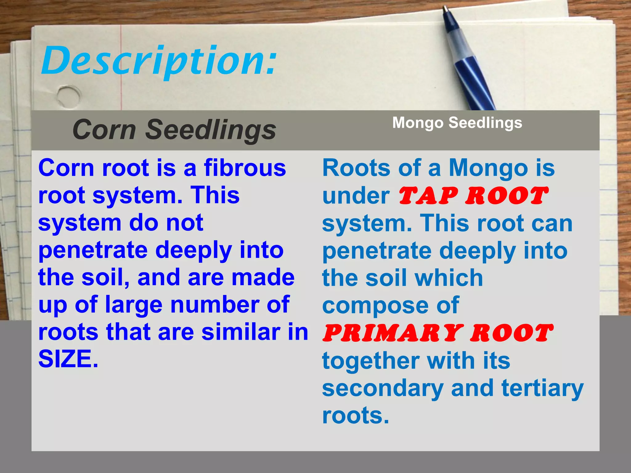 Description:
Corn Seedlings Mongo Seedlings
Corn root is a fibrous
root system. This
system do not
penetrate deeply into
the soil, and are made
up of large number of
roots that are similar in
SIZE.
Roots of a Mongo is
under TAP ROOT
system. This root can
penetrate deeply into
the soil which
compose of
PRIMARY ROOT
together with its
secondary and tertiary
roots.
 