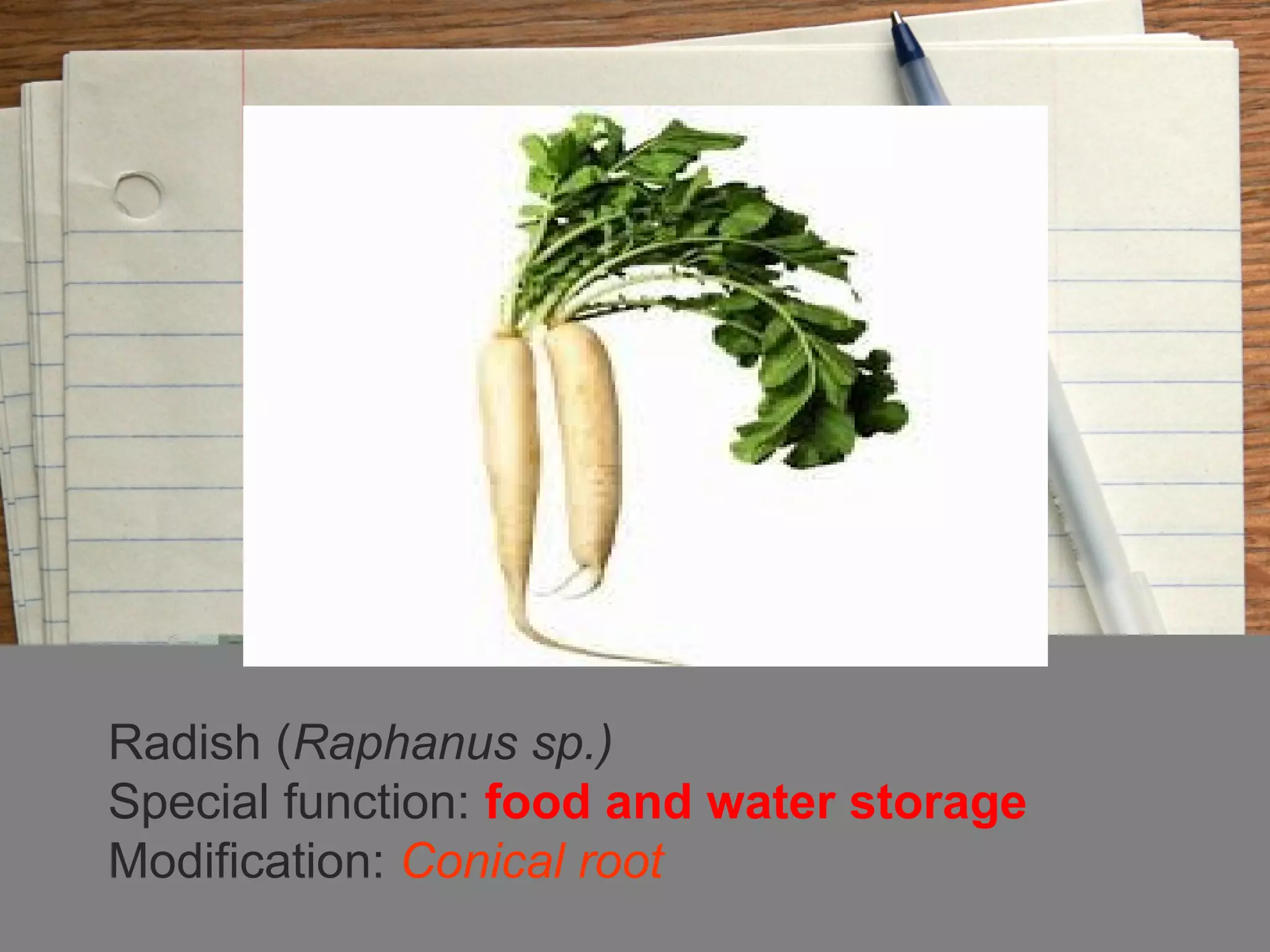 Radish (Raphanus sp.)
Special function: food and water storage
Modification: Conical root
 