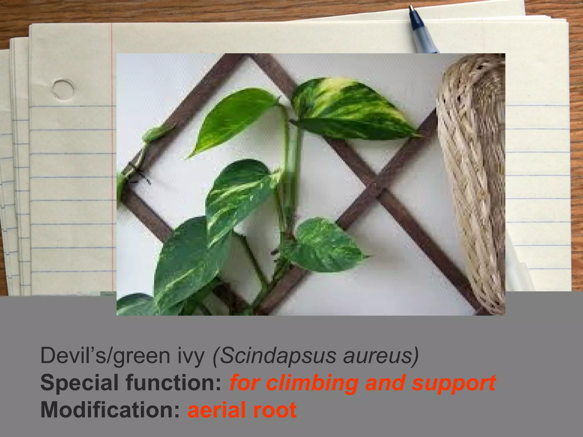 Devil’s/green ivy (Scindapsus aureus)
Special function: for climbing and support
Modification: aerial root
 