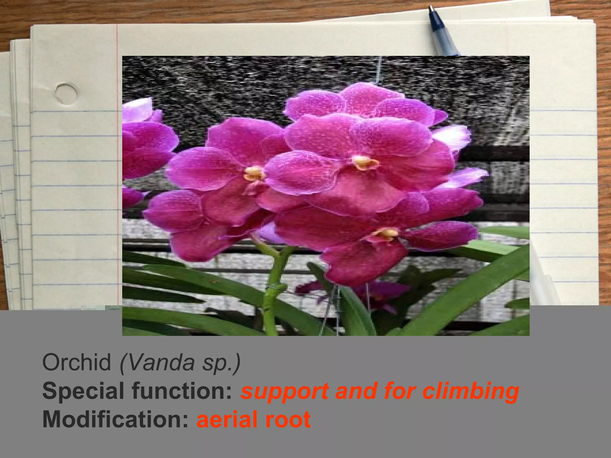 Orchid (Vanda sp.)
Special function: support and for climbing
Modification: aerial root
 