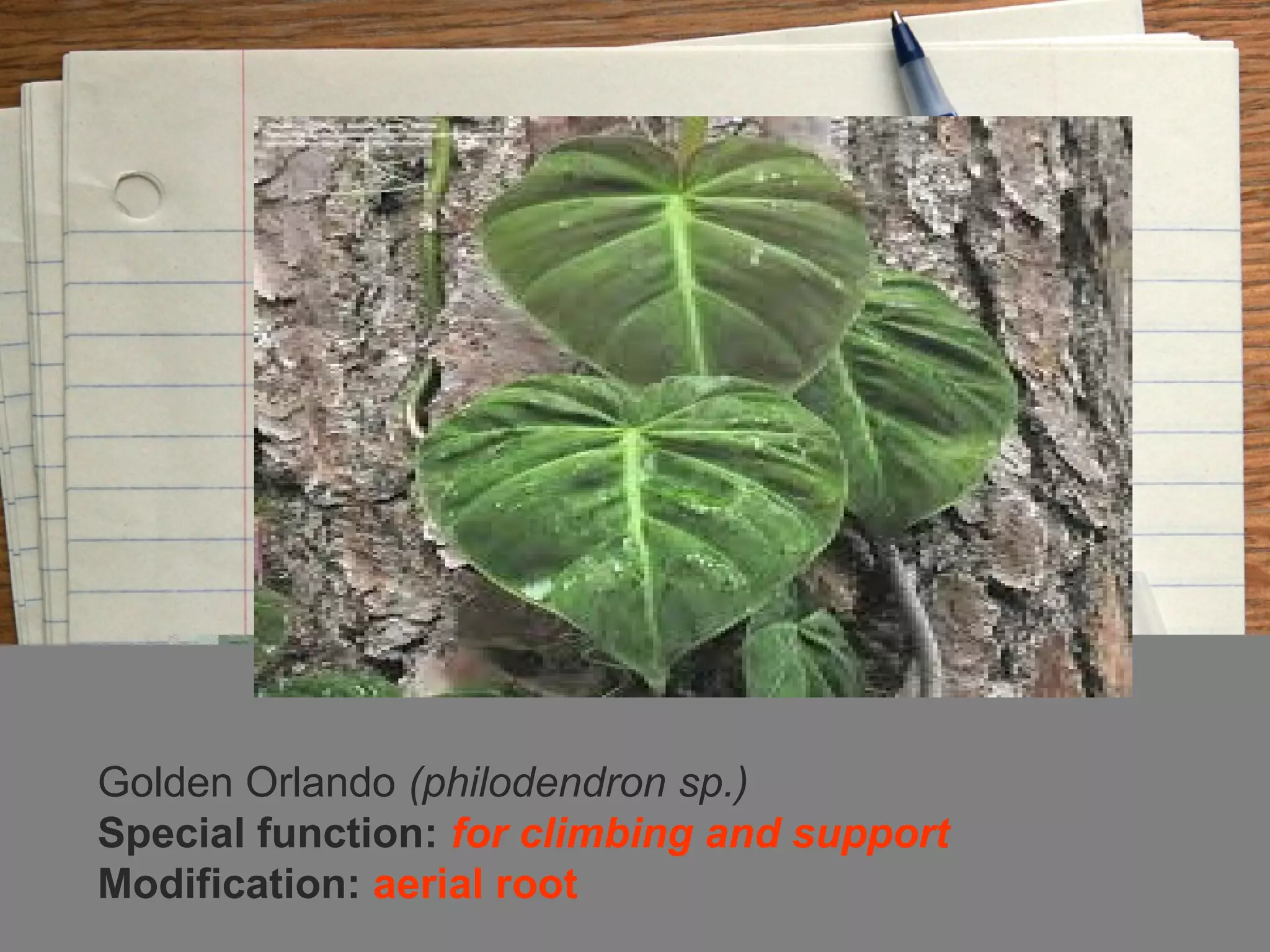 Golden Orlando (philodendron sp.)
Special function: for climbing and support
Modification: aerial root
 